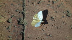 Lepidoptera