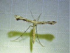 Stenoptilodes taprobanes