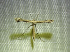 Stenoptilodes taprobanes