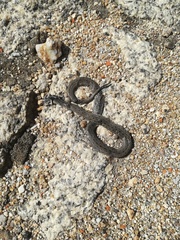 Macroprotodon brevis ibericus