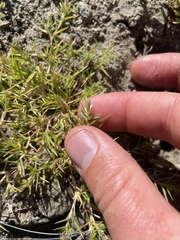 Eragrostis hypnoides