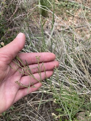 Brickellia eupatorioides chlorolepis