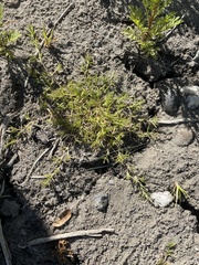 Eragrostis hypnoides