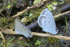 Celastrina asheri