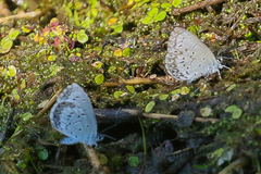 Celastrina asheri