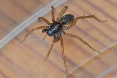 Pardosa fulvipes