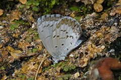 Celastrina asheri