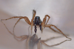 Pardosa fulvipes