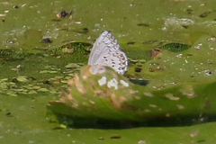 Celastrina asheri