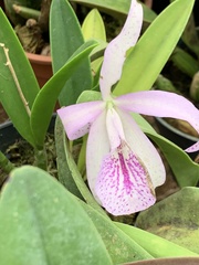 × Brassocattleya