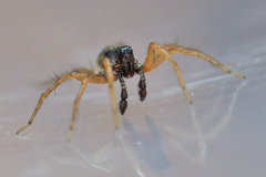 Pardosa fulvipes