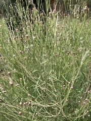 Brickellia eupatorioides chlorolepis
