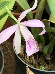 × Brassocattleya