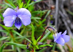 Viola decumbens