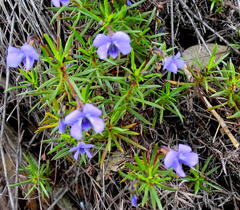 Viola decumbens