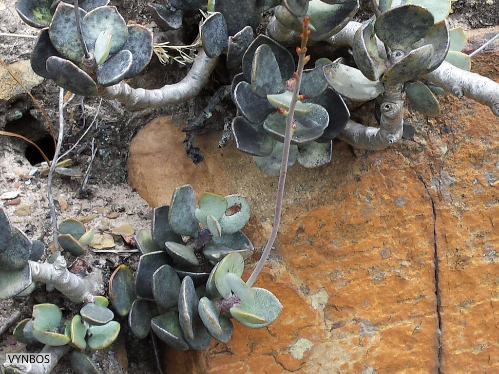 Adromischus hemisphaericus, Western Cape, ZA