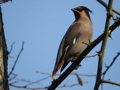 Bombycilla garrulus