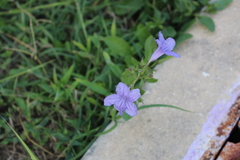 Ruellia nudiflora