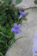Ruellia nudiflora