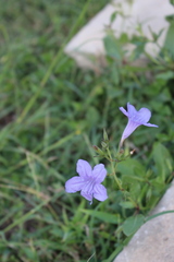 Ruellia nudiflora