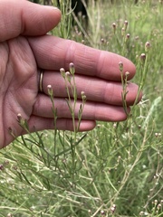 Brickellia eupatorioides chlorolepis
