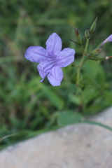Ruellia nudiflora