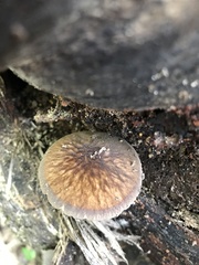 Pluteus granularis