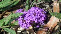 Verbena rigida