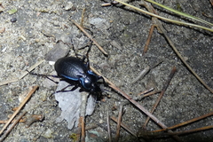 Carabus sylvosus