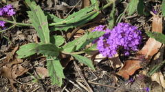 Verbena rigida