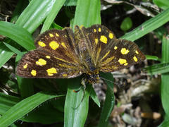 Metisella metis paris