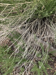 Brickellia eupatorioides chlorolepis
