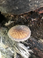 Pluteus granularis