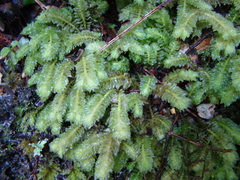 Schistochila nobilis