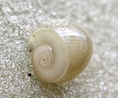 Planorbella scalaris