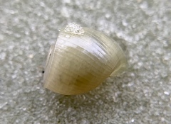 Planorbella scalaris
