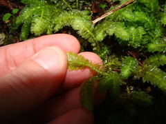 Schistochila nobilis