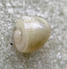 Planorbella scalaris