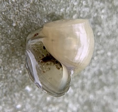 Planorbella scalaris