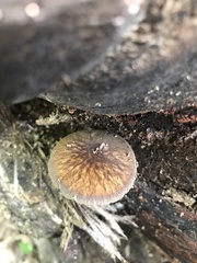Pluteus granularis