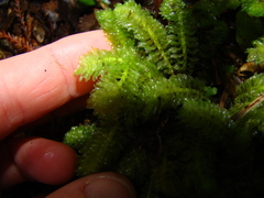 Schistochila nobilis
