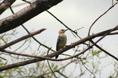 Melanerpes aurifrons