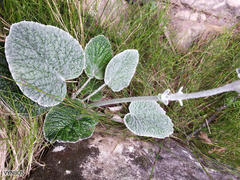 Hermas lanata