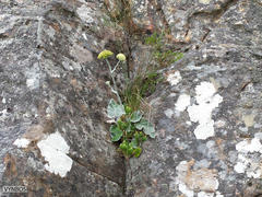 Hermas lanata