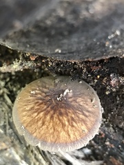 Pluteus granularis