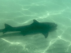Triakis semifasciata