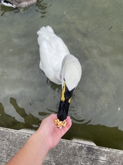 Cygnus buccinator × cygnus