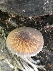 Pluteus granularis
