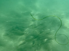 Umbrina roncador