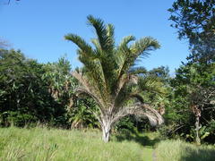 Raphia australis
